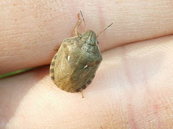 Scutelleridae: Eurygaster maura